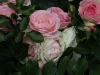 eden-rose-135