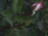 eisprinzesin-emese-hunyady