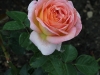 elle-1538
