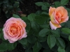 elle-1539_0
