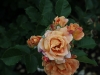 erzebirgsrose-1287
