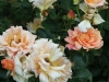 erzebirgsrose