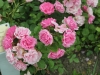 frau-astrid-spath-1110