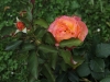 frederic-chopin-delbard-130
