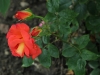 freisinger-morgenrote1544