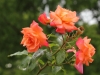 freisinger-morgenrote1546