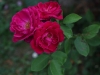 general-jacqueminot-1249