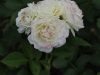 golden-border-1404