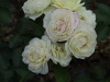 golden-border-1405