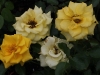 goldquelle-068