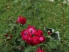 gruss-an-teplitz-980