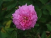 the-mayflower-1476