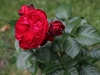 traviata-142