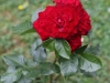 victoria-1033