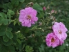 walkure-1281