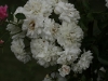 white-dorothy-perkins