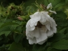 white-perfection-045