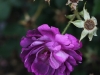 william-lobb1296