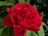 baron-girod-de-lain3