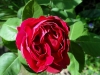baron-girod-de-lain7