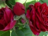 baron-girod-de-lain8