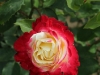 bicolette-304