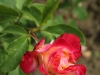 bicolette-305