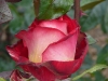bicolette1.jpg