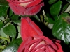 bicolette6.jpg