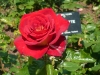 bicolette1
