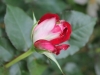 bicolette