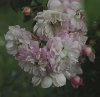 rusalka-455