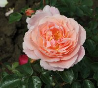 sangerhausen-jubileamsrose-024
