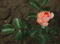 sangerhausen-jubileamsrose-025