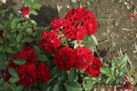 scarlet-sunblaze-618