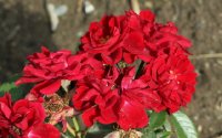 scarlet-sunblaze-a618