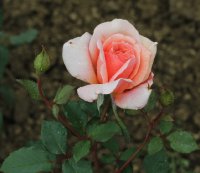serenade-494