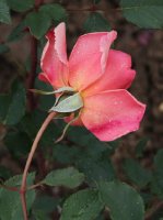 serenade495