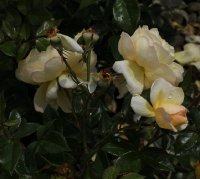 sonnenschirm-159