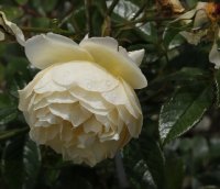 sonnenschirm-161