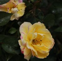 sorbet-peche-apricot-127
