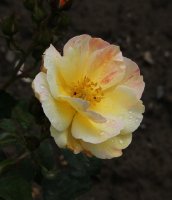 sorbet-peche-apricot-128