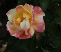 sorbet-peche-apricot-129