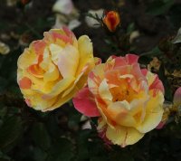 sorbet-peche-apricot-130