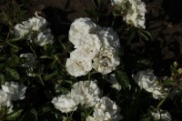 summer-snow-679