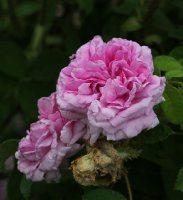 unique-de-provence241