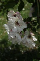venusta-pendula-435