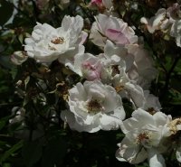 venusta-pendula-436