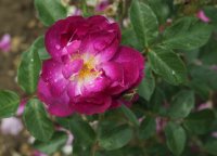violetta-064