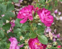violetta065